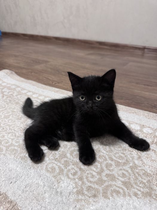 Отдам котят, девочка и мальчик