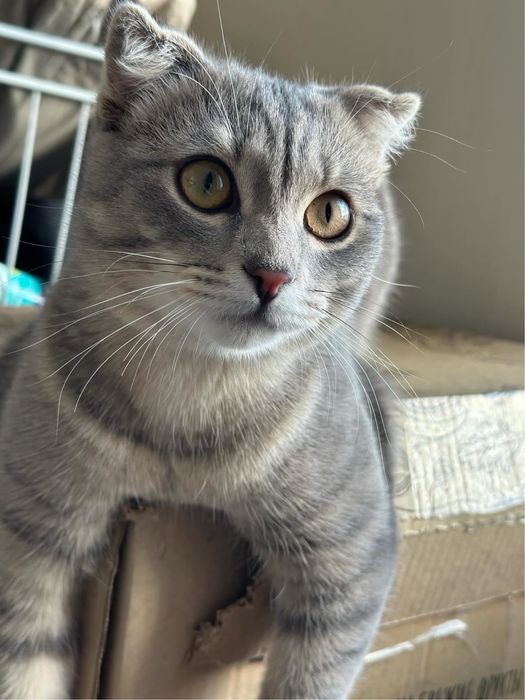 Ищем дом для кота