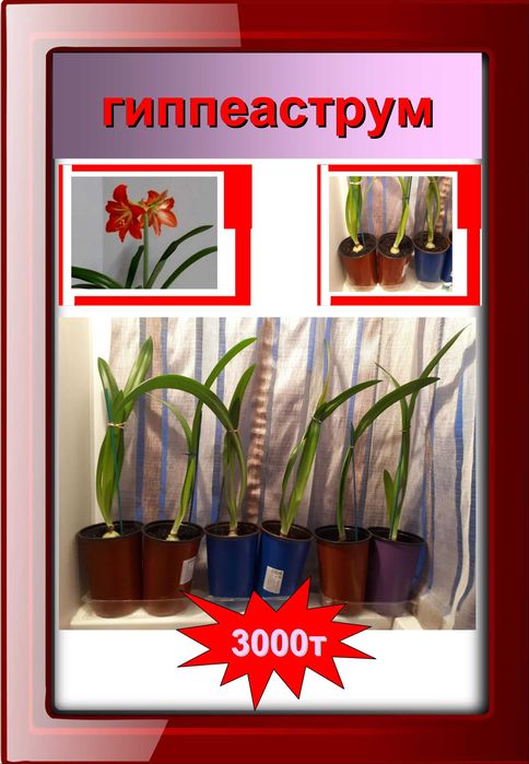 комнатные цветы гиппеаструм
