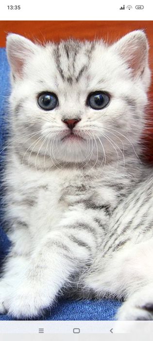 Британцы 1,5месяцев..Приученны.