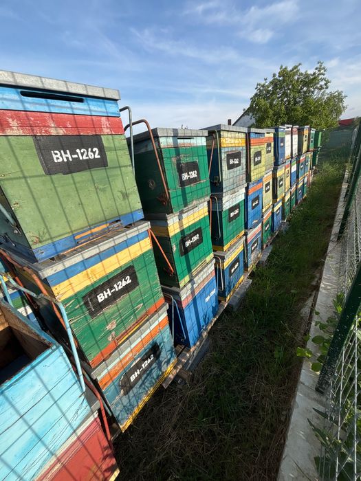 Vând Lăzi de albine în stare bună