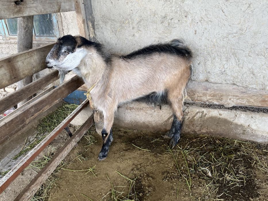 Avğon takka zotga sotiladi