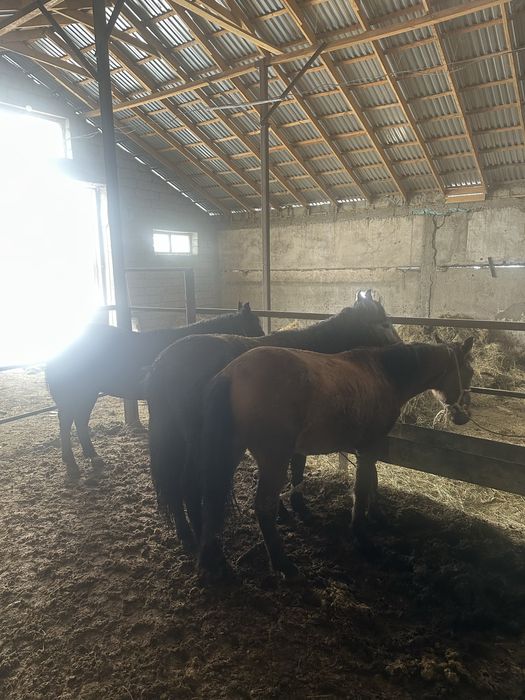 Согым полторашка  тай