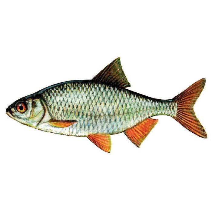 Живец Чебак Свежий