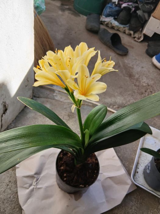 цветя Жълта Кливия