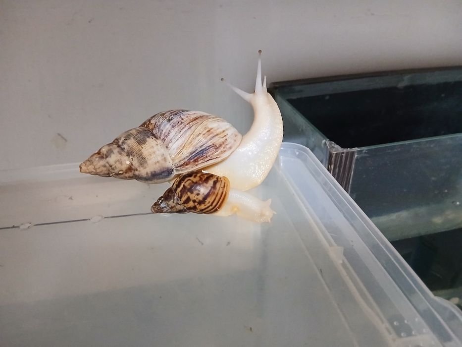 Аквариумистка животные