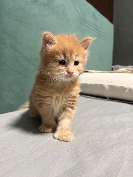 Кот Мейн Кун персиковый