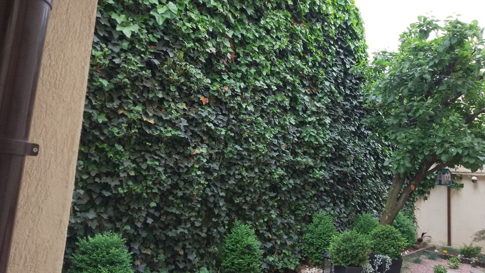 Vând iedera tot timpul verde