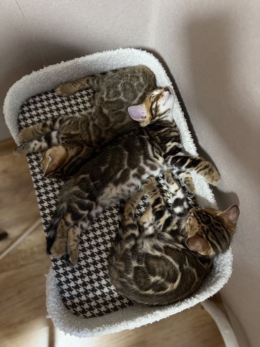 Бенгальские котята с документами