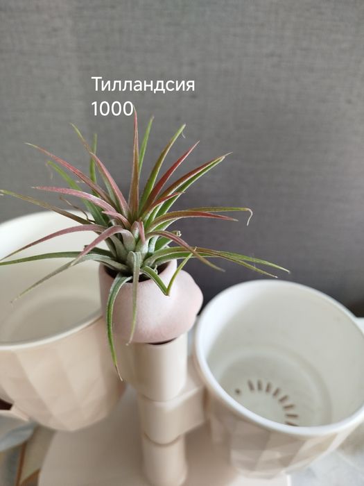 Комнатные  цветы