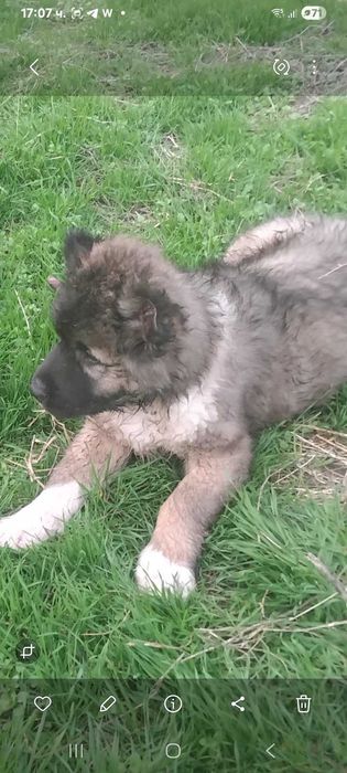 Продава се кавказка овчарка мъжко на два месеца