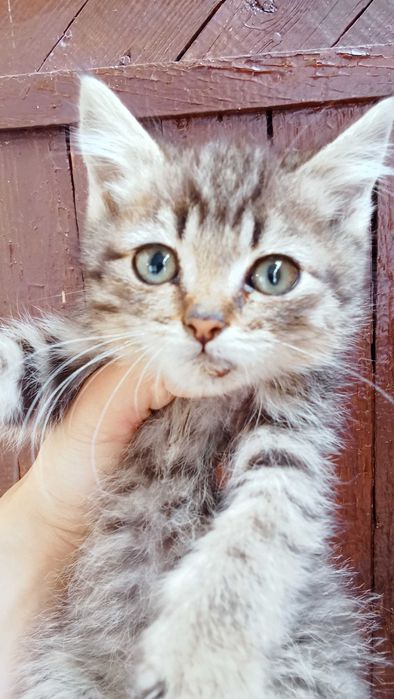 Отдам котят к добрым людям