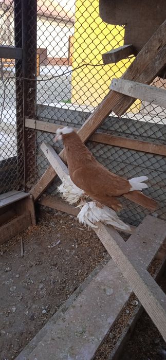 Продам голубей домашних