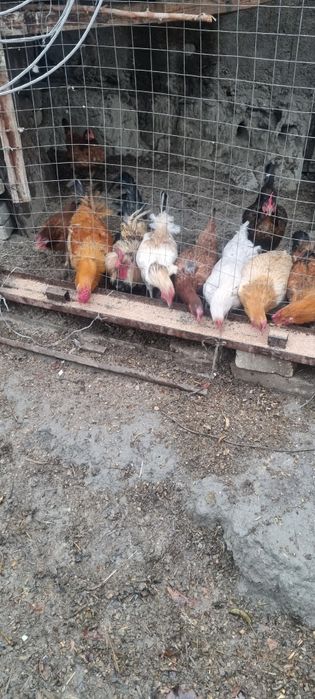 Товук хурозлар сотилади