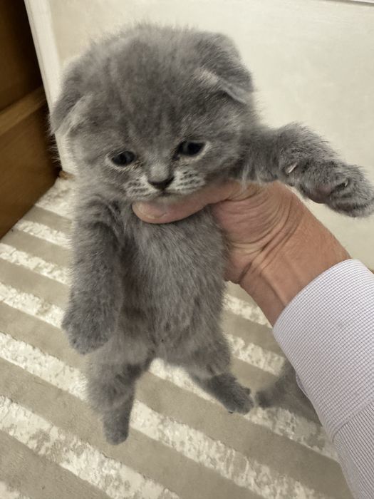 Британские котята