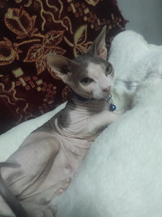 Котенок Донской Сфинкс