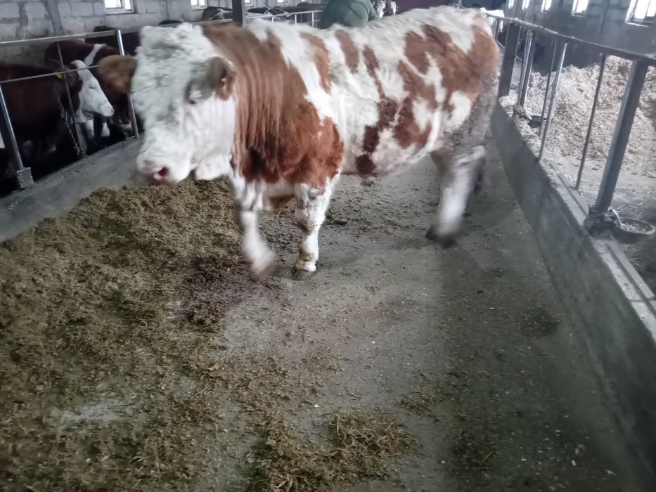 Taur cu certificat de originr