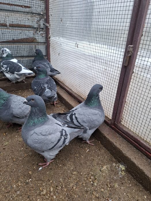 Porumbei Americani de vanzare