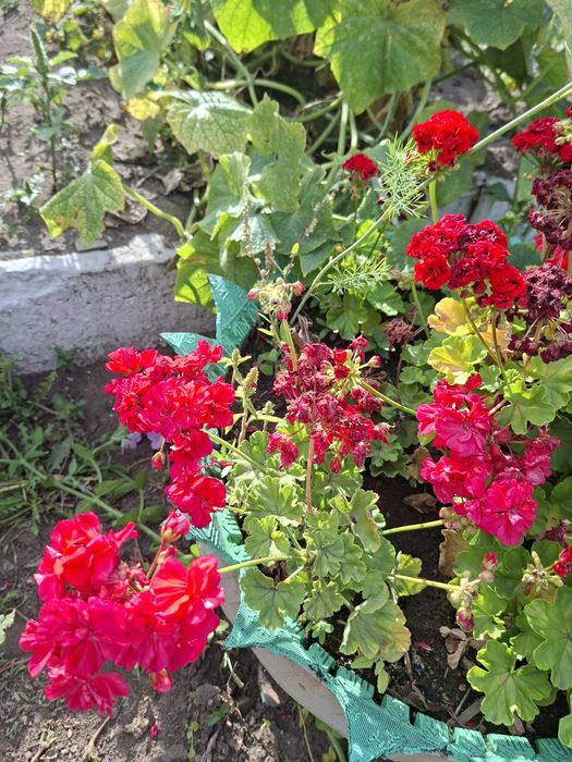 Продам герань растение