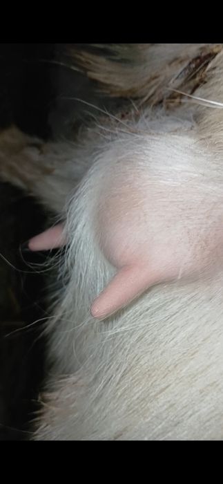 Занен бугоз эчки сотилади