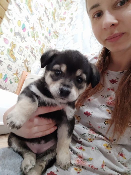 Отдам девочек возраст 2 месяца