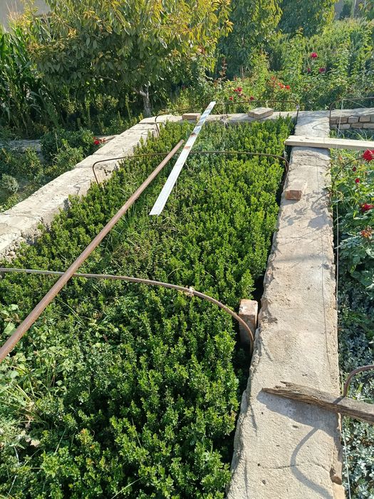 Самшит кучати 2 йиллик