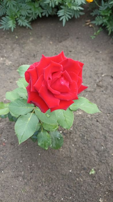 Саженцы чёрной смородины