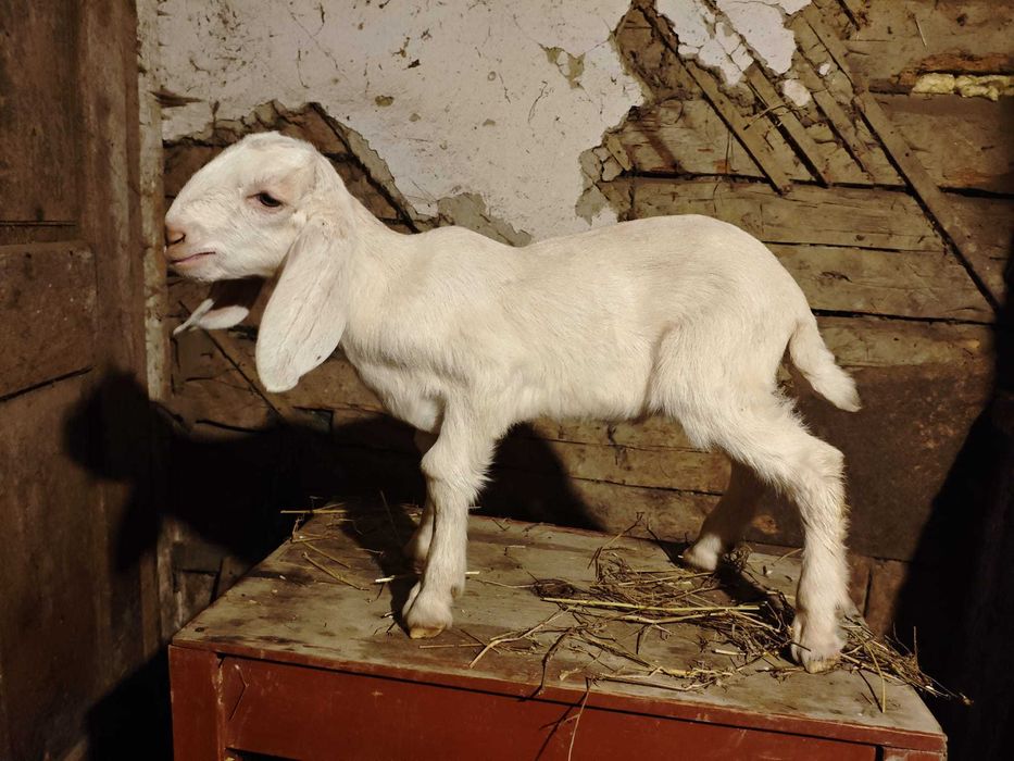 Tapusori anglo-nubiene de vanzare