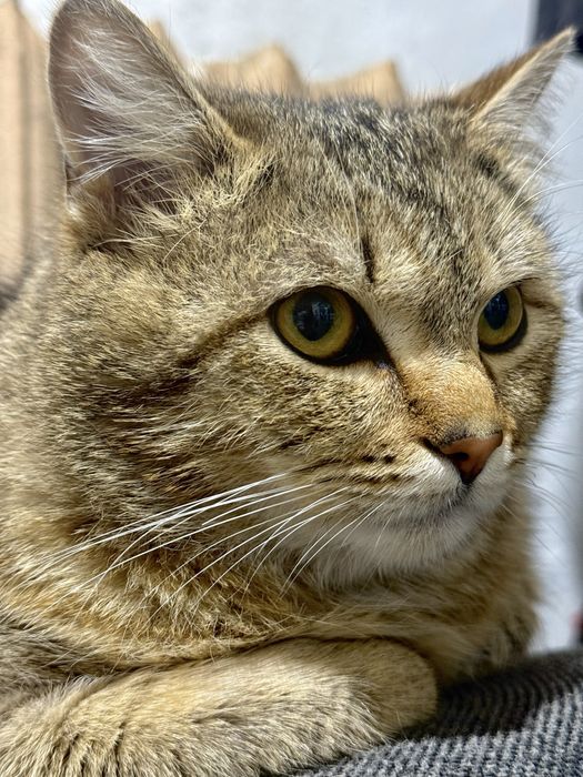 Ищем дом для кота