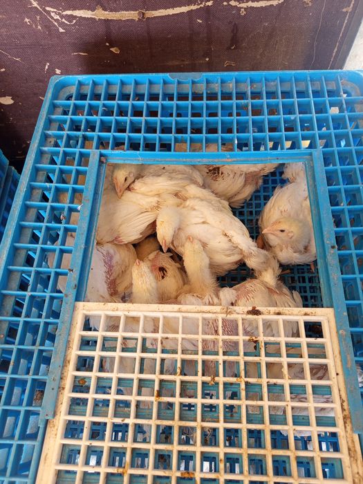 Цыплята бролер подросшие