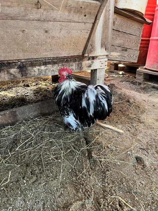 Vând cocoși cochinchina pitic
