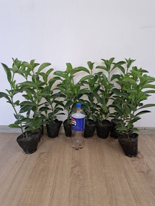 Лисидум вирибум кочатлари