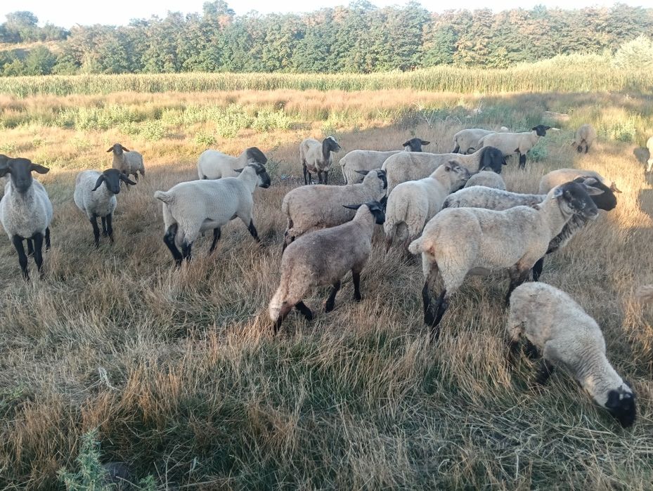 Vand oi rasa carne si metis Suffolk si Texel