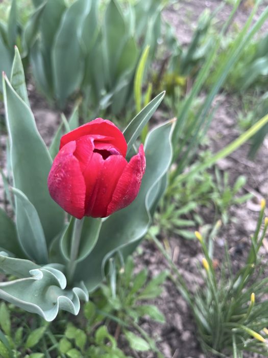 Продам тюльпаны на срез