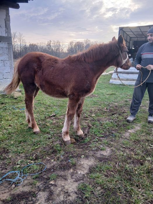Vând manză semi grea!