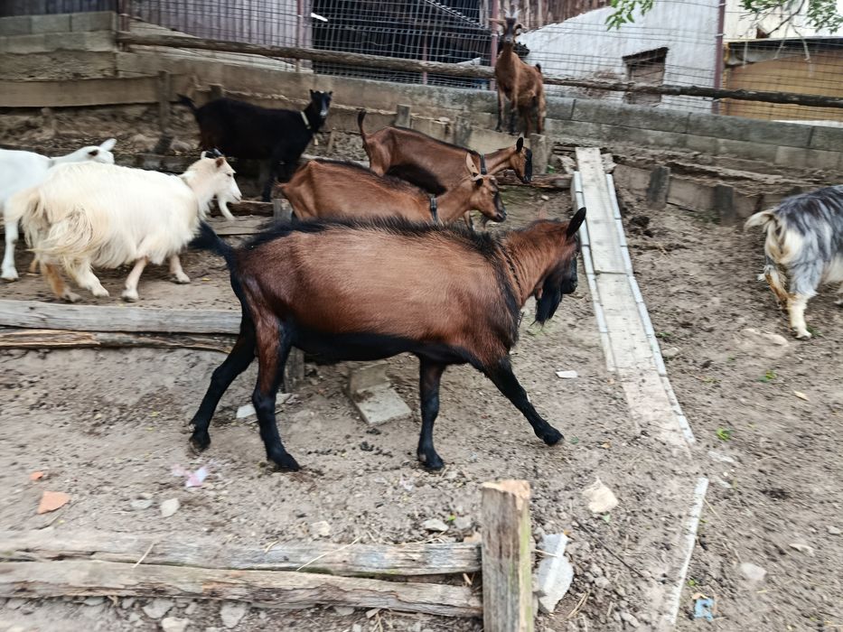 Țap Alpin Francez