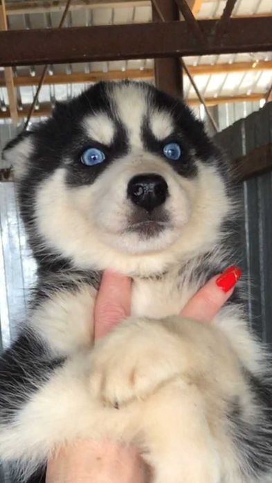 Кобелек хаски голубоглазый