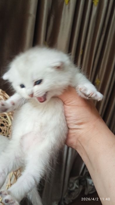 Britanski mushukchalar sotiladi