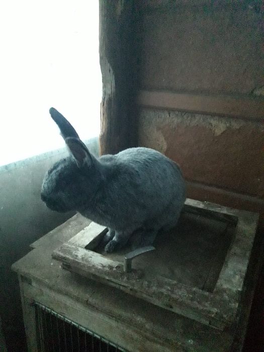 Кролики  на развод