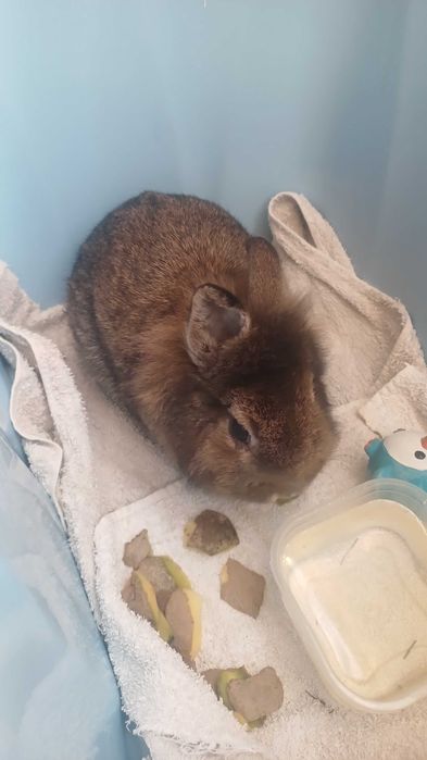 Iepu,re pitic  varsta 5 luni