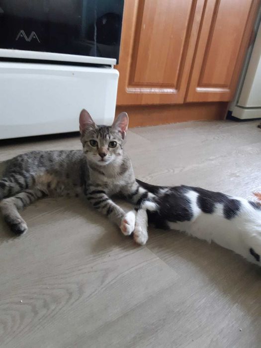 Очаровательные котята в добрые руки
