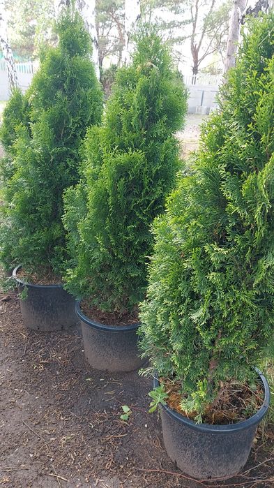 Лечение хвойных деревьев