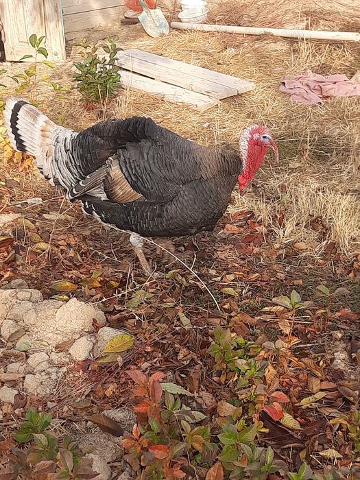 Хонаки курка ва товук хурозлар.