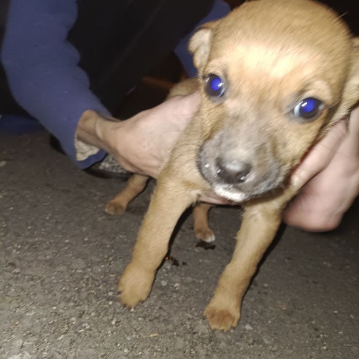 Щенки мальчики..