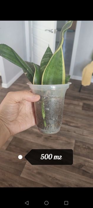 Гүлдер Цветы район Компоселок