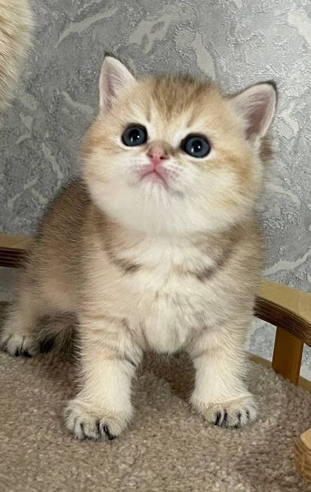 Британский чистокровный мальчик золотая шиншилла