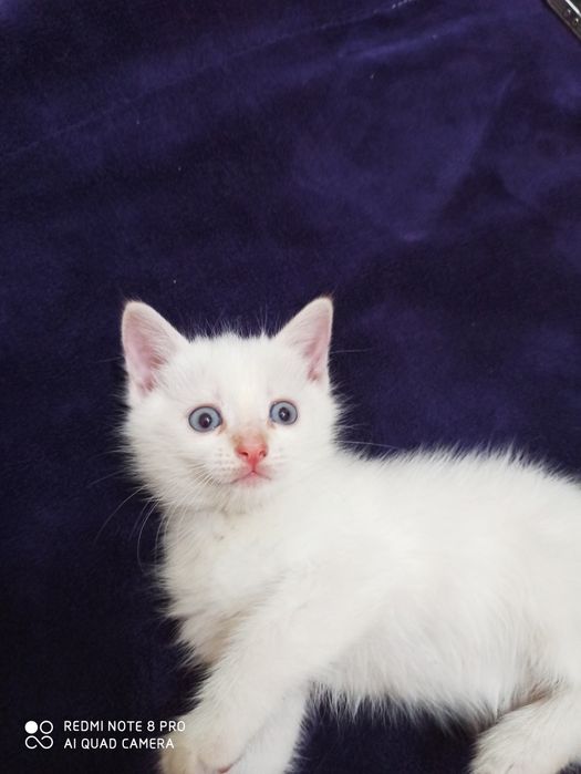 Отдам котят в хорошие руки