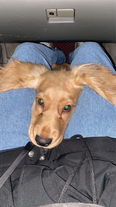 Английский кокер спаниель