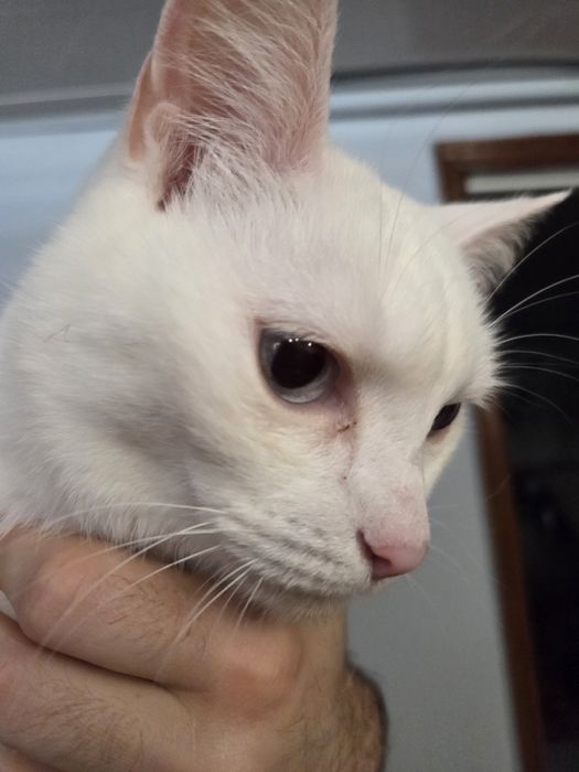 Кошечка ищет новый дом