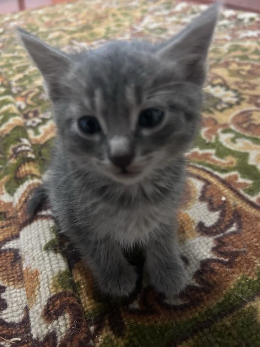 Отдам котят бесплатно